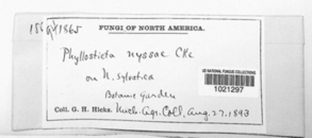 Asteromella nyssae image